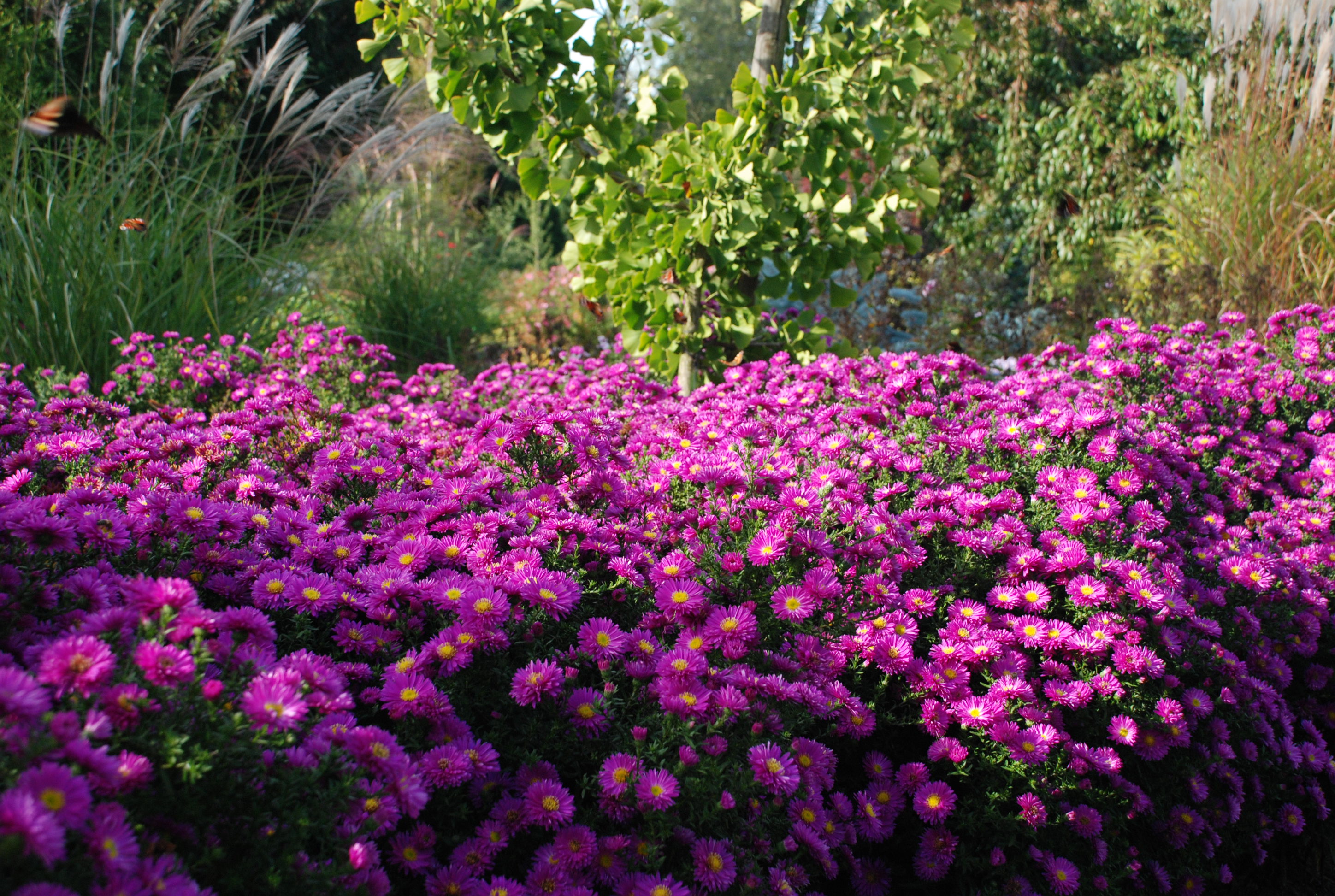 Aster dumosus 'Kassel'